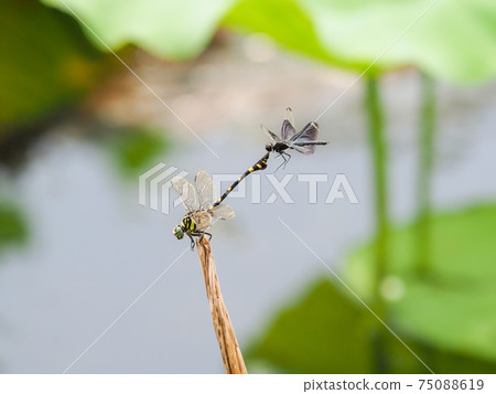 A butterfly dragonfly tries to stop at Taiwan Uchiwayanma A butterfly dragonfly tries to stop at Taiwan Uchiwayanma 75088619