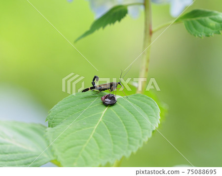 Panorpidae on hydrangea leaves 75088695