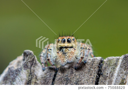 Necohaetri Necohaetri 75088820