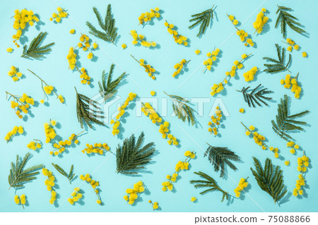 Flowers composition. Yellow mimosa flower and leaves on blue background. Spring concept. Flat lay, top view 75088866