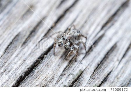Jumping spider 75089172
