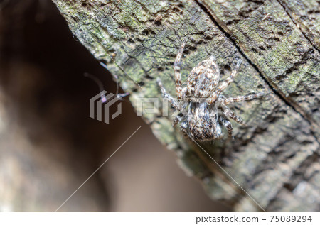 Jumping spider Jumping spider 75089294