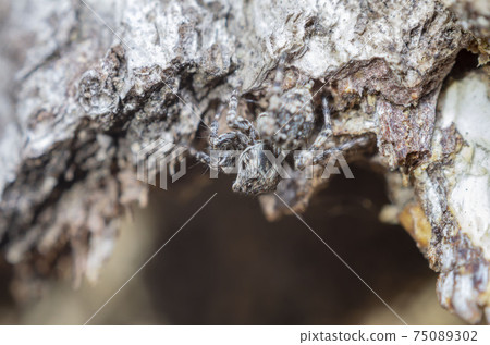 Jumping spider Jumping spider 75089302