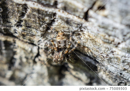 Jumping spider Jumping spider 75089303