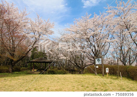 宮城縣仙台市泉區加茂市Chomeidate Park的櫻花(chomeidate遺址) 宮城縣仙台市泉區加茂市Chomeidate Park的櫻花(chomeidate遺址) 75089356