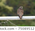 Birds of prey that are hard to shoot even if you aim! [Kestrel] 75089512