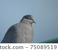 Carelessness-I heard you slept. Evidence photo! 【Turtledove】 75089519
