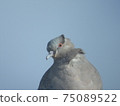 The turtledove had a cool poker face despite the strong wind. 75089522