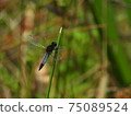 When it becomes an adult, it turns light blue, but until then it is a black black assistant. [Harabiro dragonfly] 75089524
