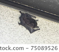 The pose of the summer heat of the last few years, "Please do something about it", when you escaped from the attic. 75089526