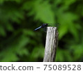One summer-the most seen blue dragonfly! [Orthetrum albis] 75089528