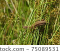 Even grass with thin stems dexterously climbs and waits for prey. [Japanese Kana Snake] 75089531