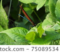 It can also be found in nearby streams and canals. [Hagro Dragonfly] 75089534