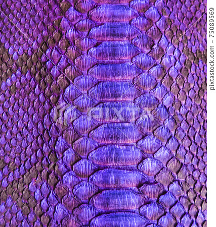 Snake skin background Snake skin background 75089569