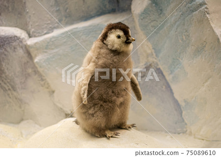 a stuffed emperor penguin chick, little penguin 75089610