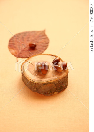 Acorn 75090029