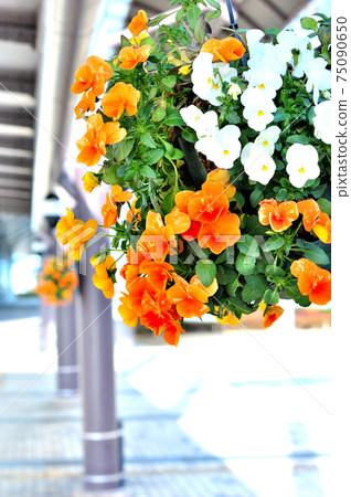 橙色和白色中提琴 75090650