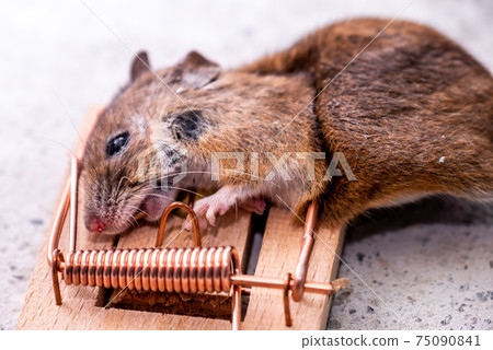 Mouse trapped in Mouse trap in the shed 75090841