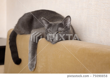 beautiful gray cat lies on the back of the sofa hugging her beautiful gray cat lies on the back of the sofa hugging her 75090858