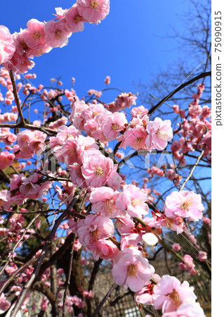 Plum blossoms in Kokoen 75090915