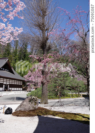 su寺下su訪櫻 su寺下su訪櫻 75091087