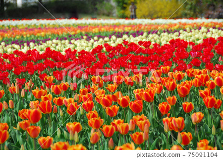 Tulip field Inashiki Tulip Festival Wada Park in Kasumigaura Tulip field Inashiki Tulip Festival Wada Park in Kasumigaura 75091104
