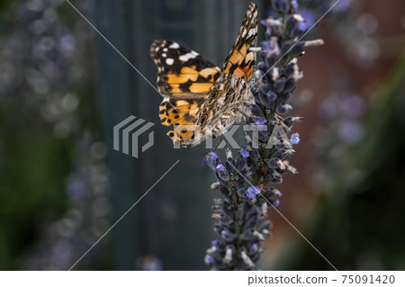 Python butterfly 75091420