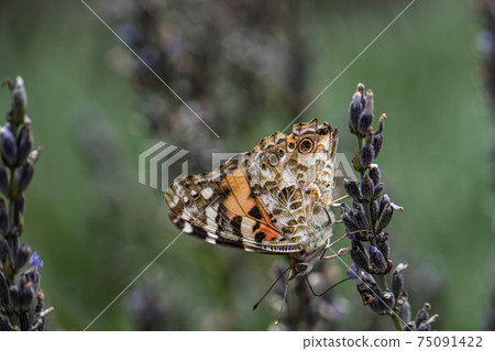 Python蝴蝶 75091422