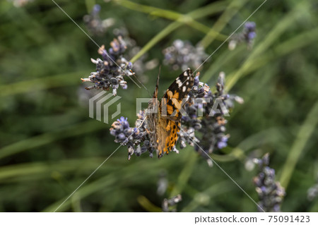 Python butterfly Python butterfly 75091423