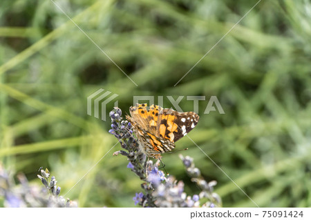 Python butterfly Python butterfly 75091424