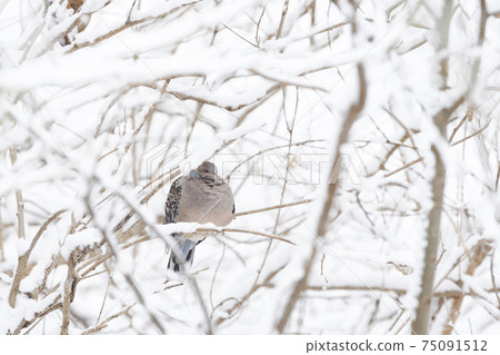 Turtle dove in the snow 75091512