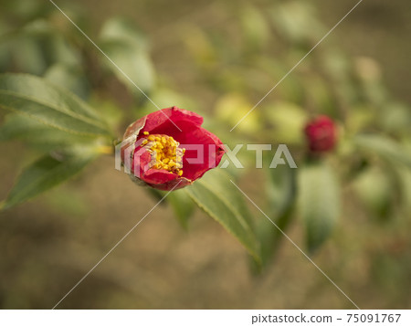 在寒冷的冬天漂亮地綻放的茶花 茶梅 花 植物 照片素材 圖片 圖庫