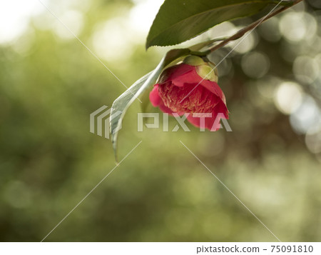 在寒冷的冬天漂亮地綻放的茶花 茶梅 花 植物 照片素材 圖片 圖庫