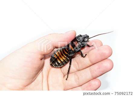 Beautiful huge Madagascar Hissing Cockroach crawls on human hand 75092172