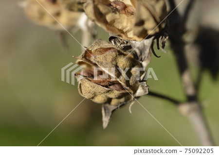 Rose Of Sharon 75092205