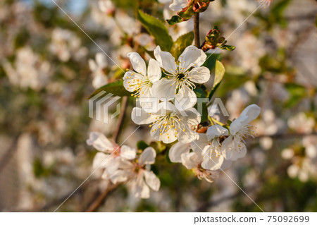 Branches of blooming cherry tree in a spring orchard. Branches of blooming cherry tree in a spring orchard. 75092699