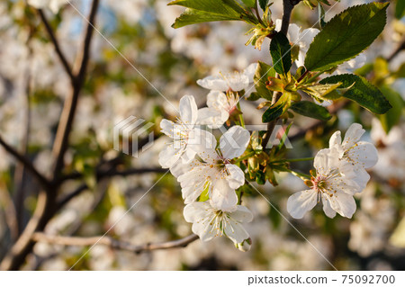 Branches of blooming cherry tree in a spring orchard. 75092700