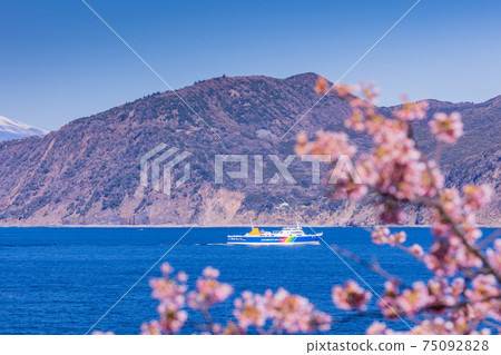 (Shizuoka Prefecture) Suruga Bay Ferry heading to Toi Port where Kawazu cherry blossoms bloom (Shizuoka Prefecture) Suruga Bay Ferry heading to Toi Port where Kawazu cherry blossoms bloom 75092828