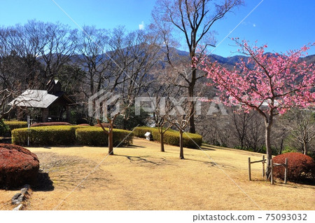 Kanagawa Prefectural Nanasawa Forest Park Oyama Square, Kawazu Sakura and Oyama Kanagawa Prefectural Nanasawa Forest Park Oyama Square, Kawazu Sakura and Oyama 75093032