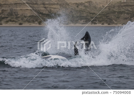 Whale Patagonia Argentina 75094008