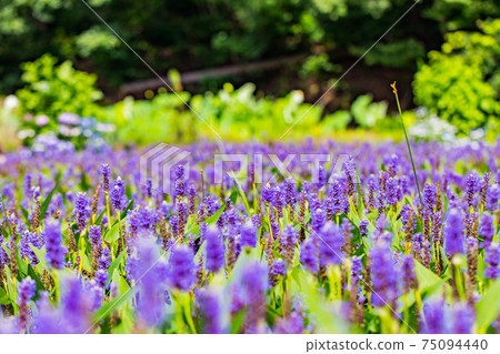 Gosho no Mizuhas Park Pontederia Gosho no Mizuhas Park Pontederia 75094440