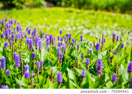 Gosho no Mizuhas Park Pontederia Gosho no Mizuhas Park Pontederia 75094441