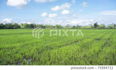 Paddy fields in the suburbs of Hoi An, Vietnam Paddy fields in the suburbs of Hoi An, Vietnam 75094712