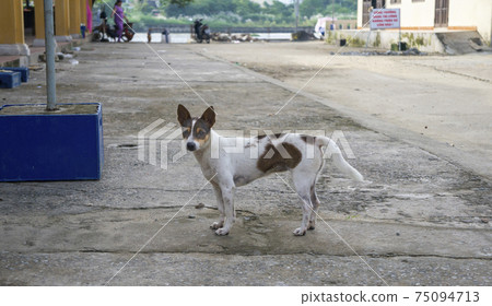 Hoi An, Vietnam A stray dog on the side of the road 75094713