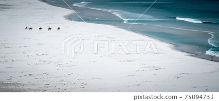 A group of horse riders on a remote beach in south africa A group of horse riders on a remote beach in south africa 75094731