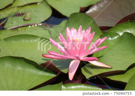 羊池 羊池 75094755