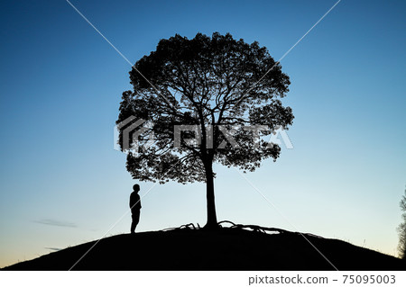 Silhouette of a tree in Odaka Greenery Park Silhouette of a tree in Odaka Greenery Park 75095003