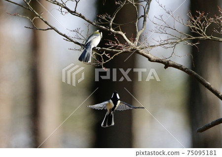 Flight of great tit 75095181