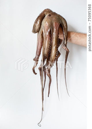 Whole raw big octopus over white background Whole raw big octopus over white background 75095368