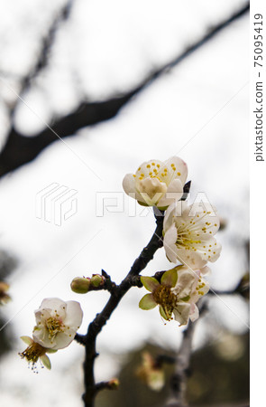 Blooming plum 75095419